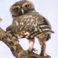 Forest Owlet