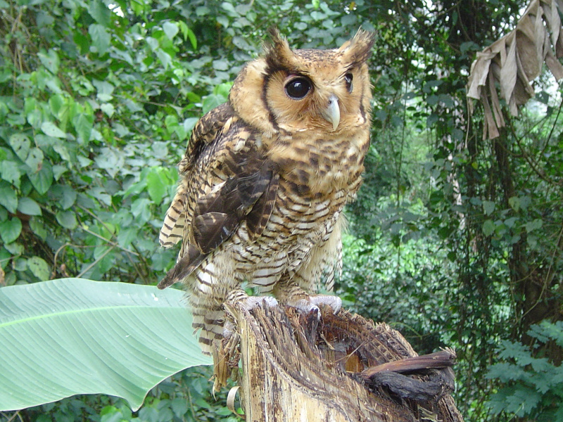 Fraser's Eagle Owl perched on a tree stump by Aidan Schoonbee