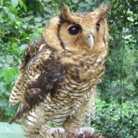 Fraser's Eagle Owl