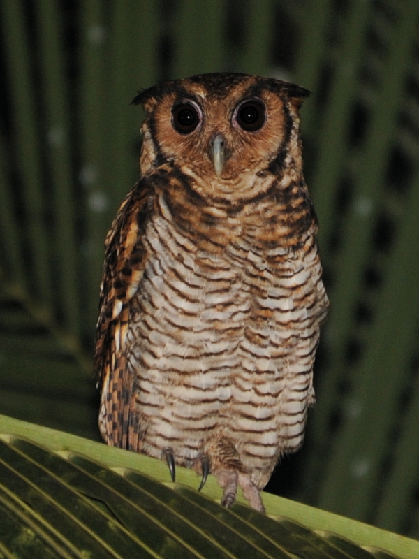 Fraser's Eagle Owl perched on a palm branch at night by Alan Van Norman