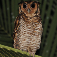 Fraser's Eagle Owl