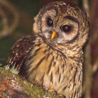 Fulvous Owl