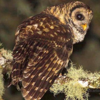 Fulvous Owl