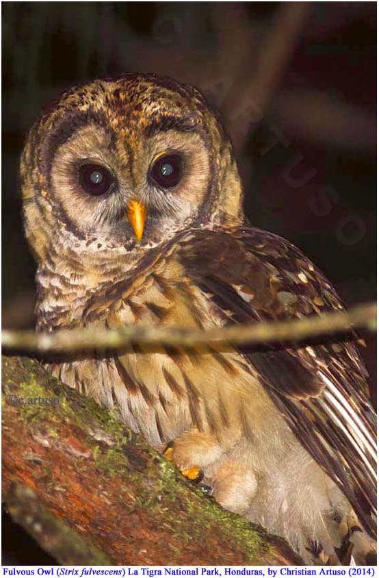 Close view of a Fulvous Owl on a branch at night by Christian Artuso