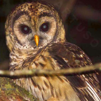 Fulvous Owl