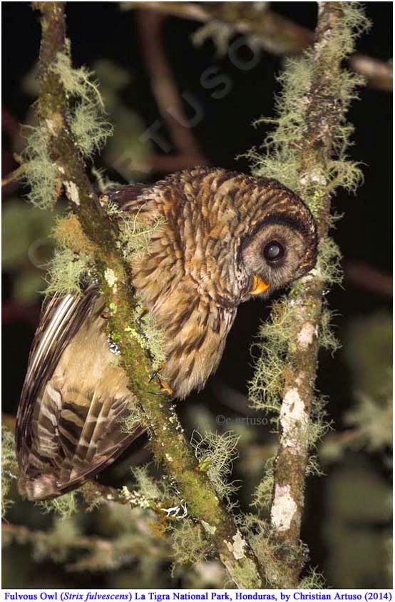 Fulvous Owl looks down from a lichen covered branch by Christian Artuso