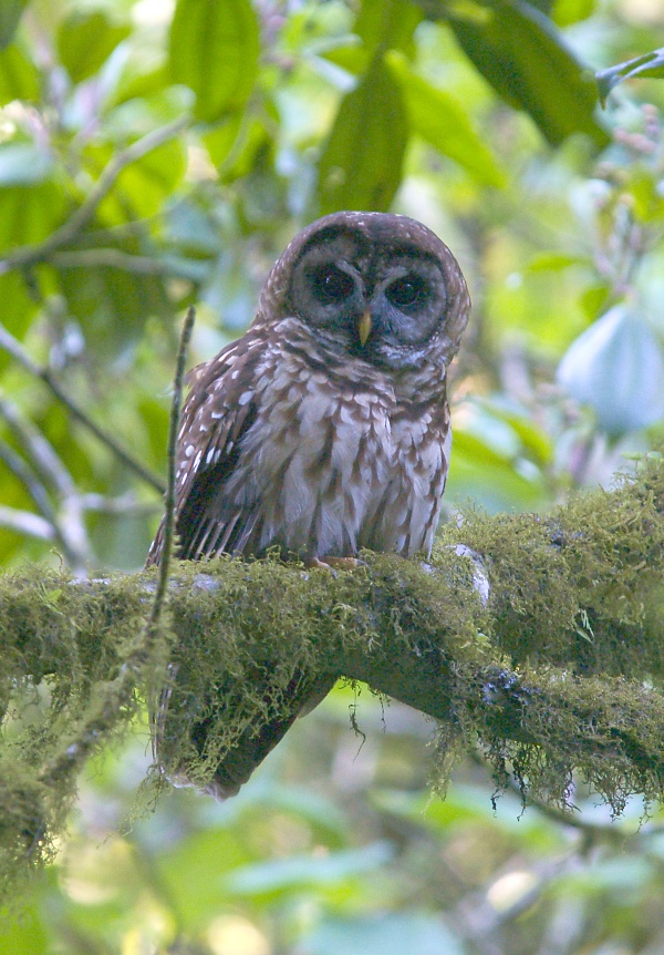 Fulvous Owl on a lichen covered branch by Greg Lasley