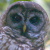 Fulvous Owl