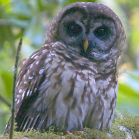 Fulvous Owl