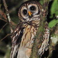 Fulvous Owl