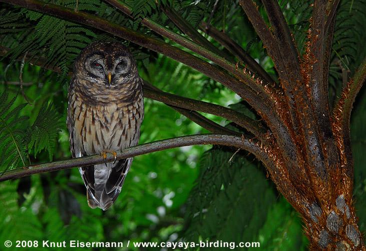 Fulvous Owl roosts in the shade by Knut Eisermann