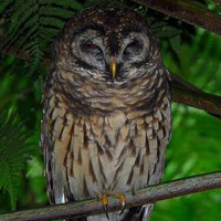 Fulvous Owl