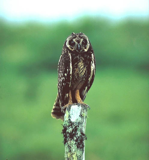 Galápagos Short-eared Owl stands on a mossy fence post by Claus König