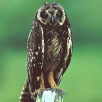 Galápagos Short-eared Owl