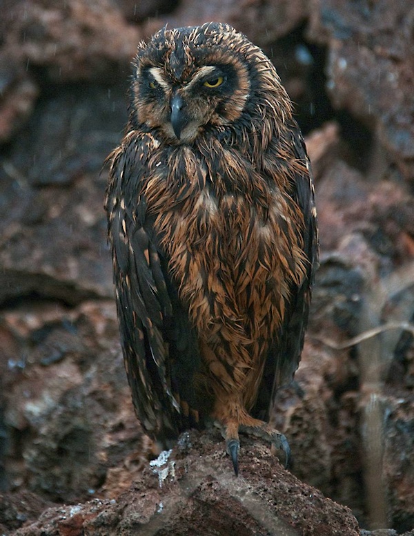 Galápagos Short-eared Owl perched on a rock in the rain by Hal Epstein