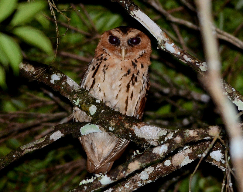 Giant Scops Owl looking directly at us at night by Bram Demeulemeester