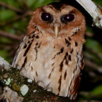 Giant Scops Owl