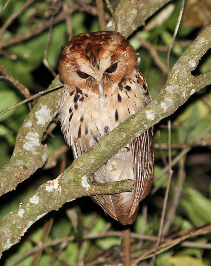 Giant Scops Owl looks down from a branch at night by Rob Hutchinson