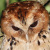 Giant Scops Owl