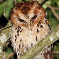 Giant Scops Owl