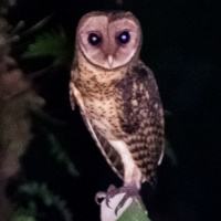 Golden Masked Owl