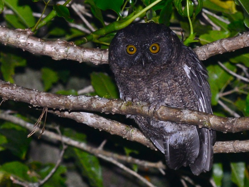 Karthala Scops Owl looking very mysterious by Alan Van Norman