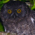 Karthala Scops Owl