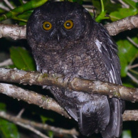 Karthala Scops Owl
