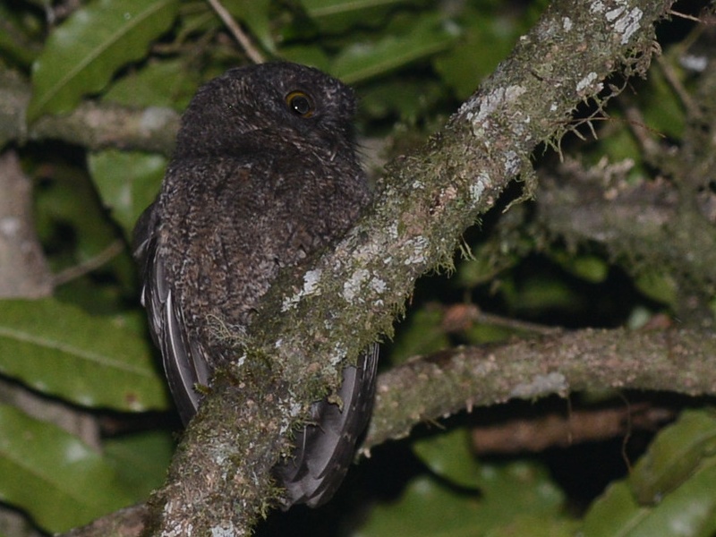 Karthala Scops Owl turns its head while perched on a moss and lichen covered branch by Alan Van Norman