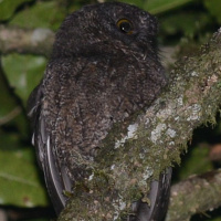 Karthala Scops Owl