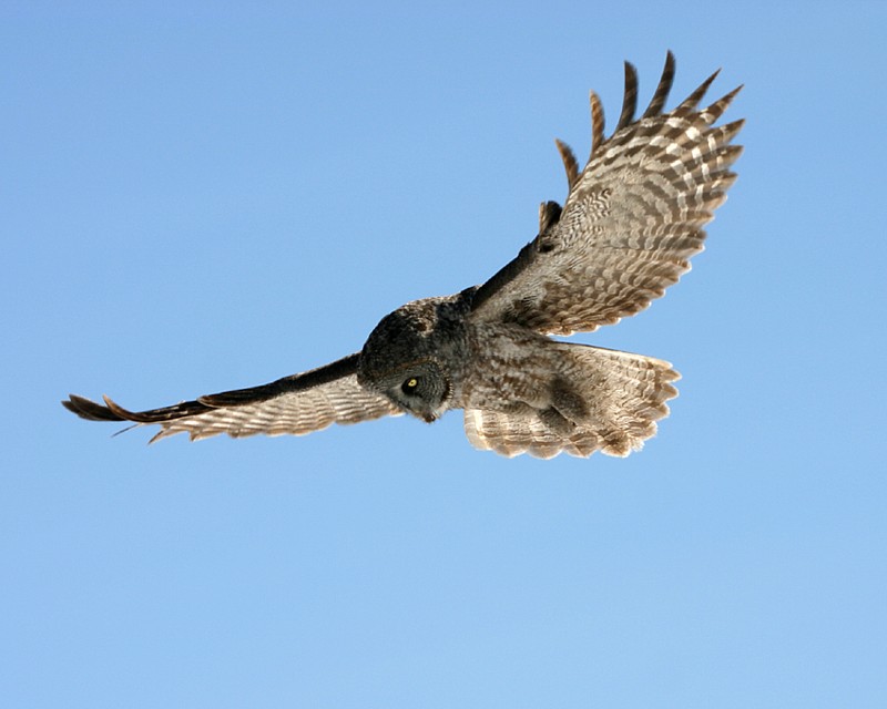 Great Grey Owl looks down for prey while in flight by Art Mcleod