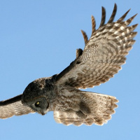 Great Grey Owl