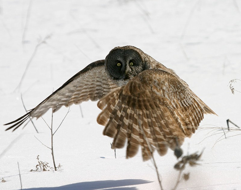 Great Grey Owl looks at the camera while flying across the snow by Art Mcleod