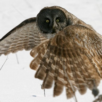 Great Grey Owl