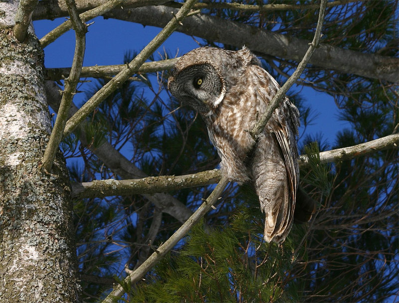 Great Grey Owl perched on a branch looking down by Art Mcleod