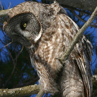 Great Grey Owl