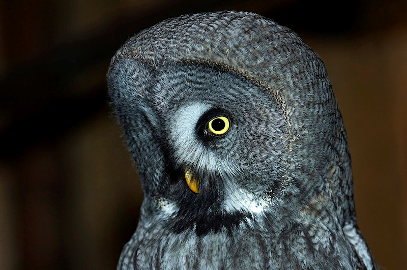 Close-up portrait of a Great Grey Owl face by Cezary Korkosz