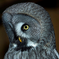 Great Grey Owl