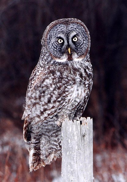 Great Grey Owl sits on a fence post by Dan Lockshaw