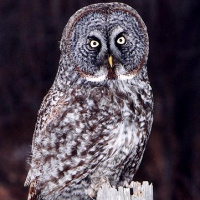 Great Grey Owl