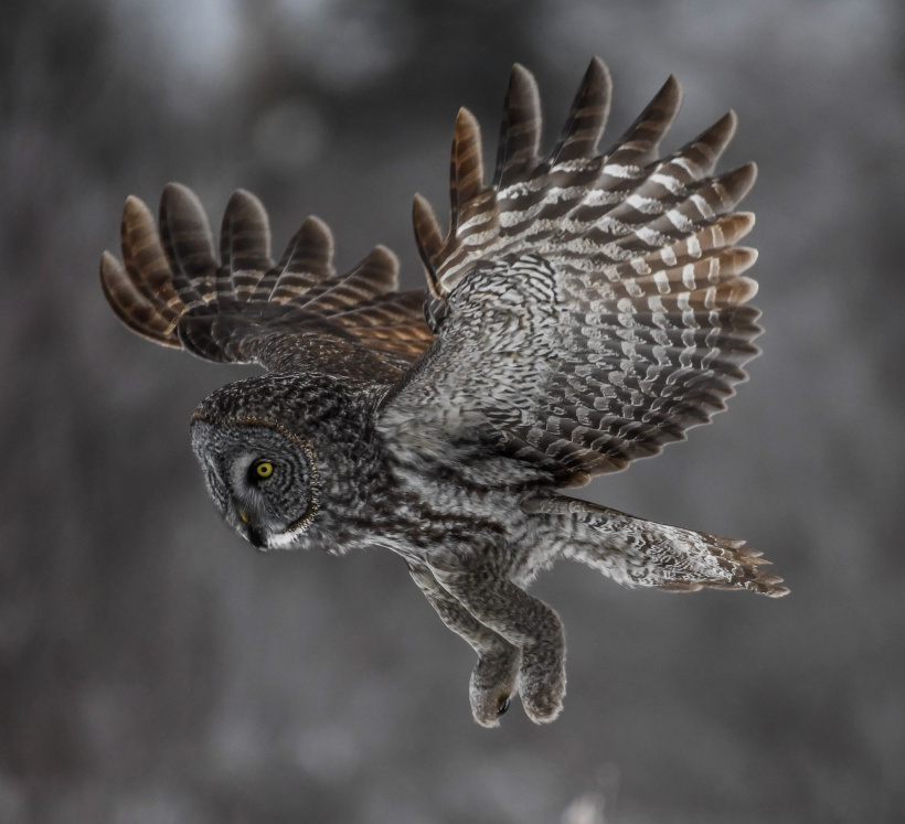 Side or lateral view of a Great Grey Owl taking flight by Jeff Sanders