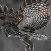 Great Grey Owl