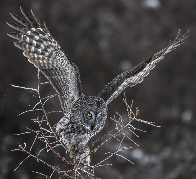 A Great Grey Owl takes flight from the top of a tree by Jeff Sanders