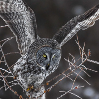 Great Grey Owl