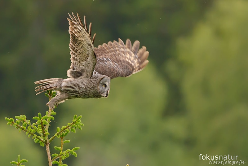 A magnificent Great Grey Owl takes flight from a tree top by Julius Kramer