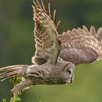 Great Grey Owl