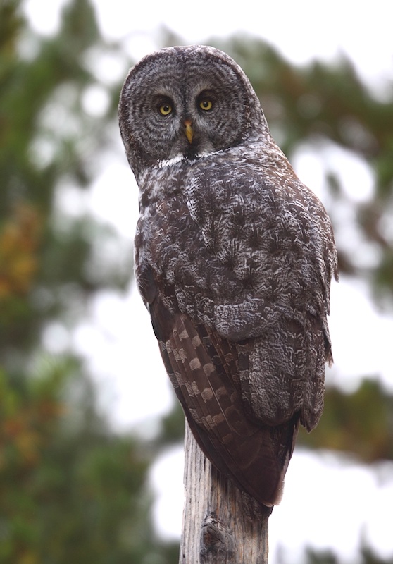 Great Grey Owl looks back from its perch on a fence post by Kameron Perensovich