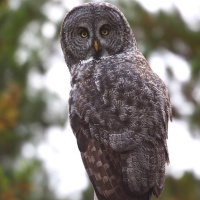 Great Grey Owl