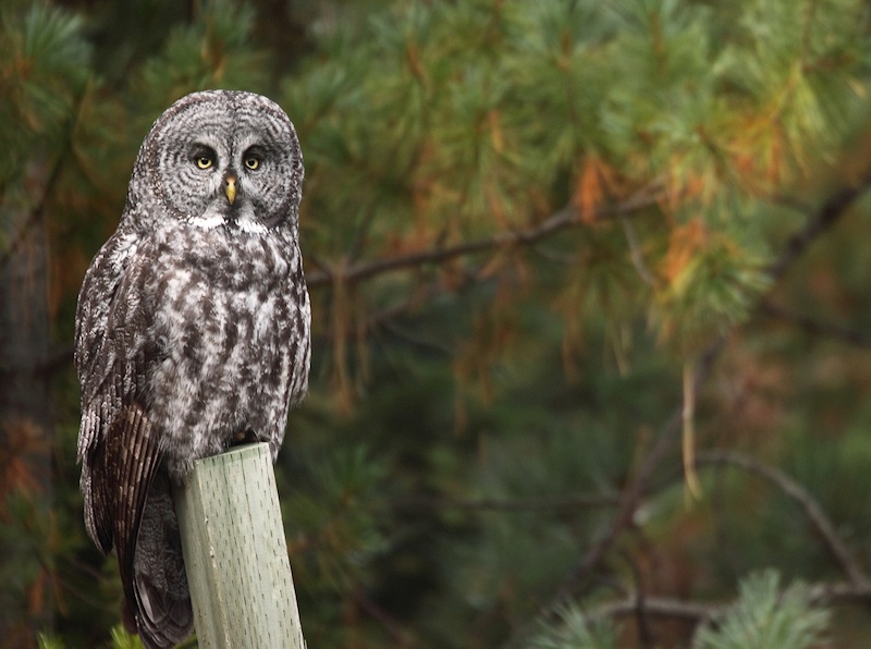 Great Grey Owl perched on a fence post in the forest by Kameron Perensovich