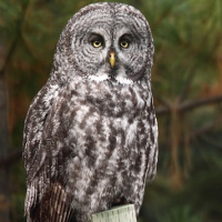 Great Grey Owl